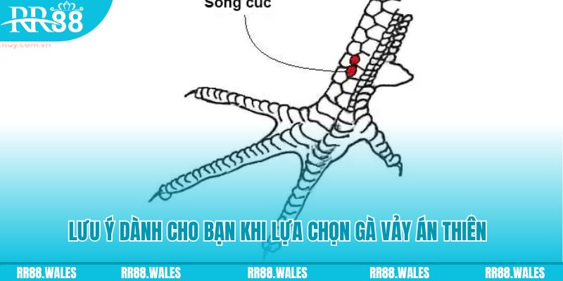 xstd 30 how to play roulette at casino