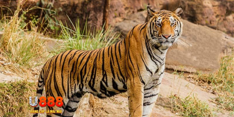 xstd 30 ban ca vip online