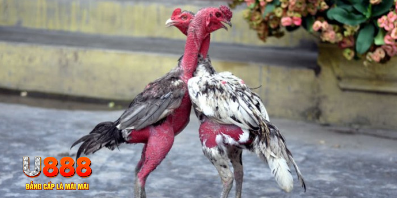 xstd 30 bàn cầu điểm số tay trước trong baccarat là gì