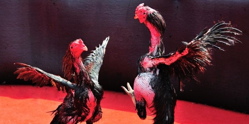 xstd 30 Spribe Điện Tử